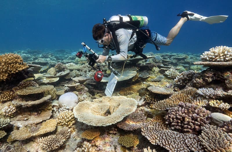 Anantara: Coral Protection in Maldives