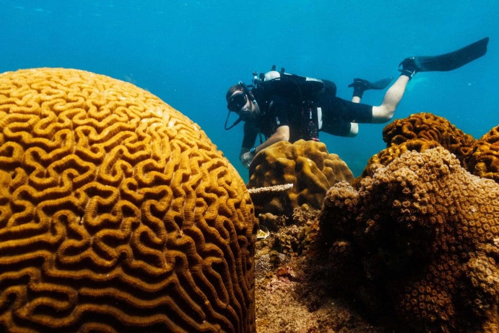 Con Dao diving