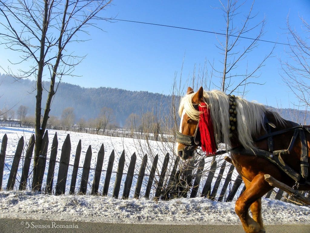 winter horses 5 senses