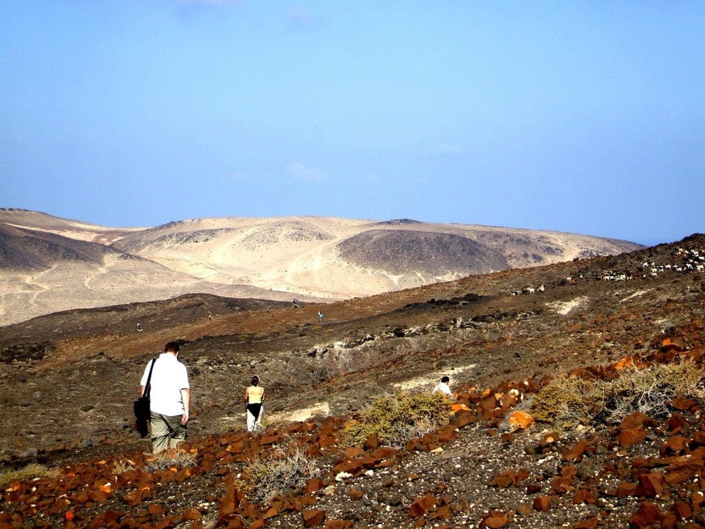 goat herding in canaries