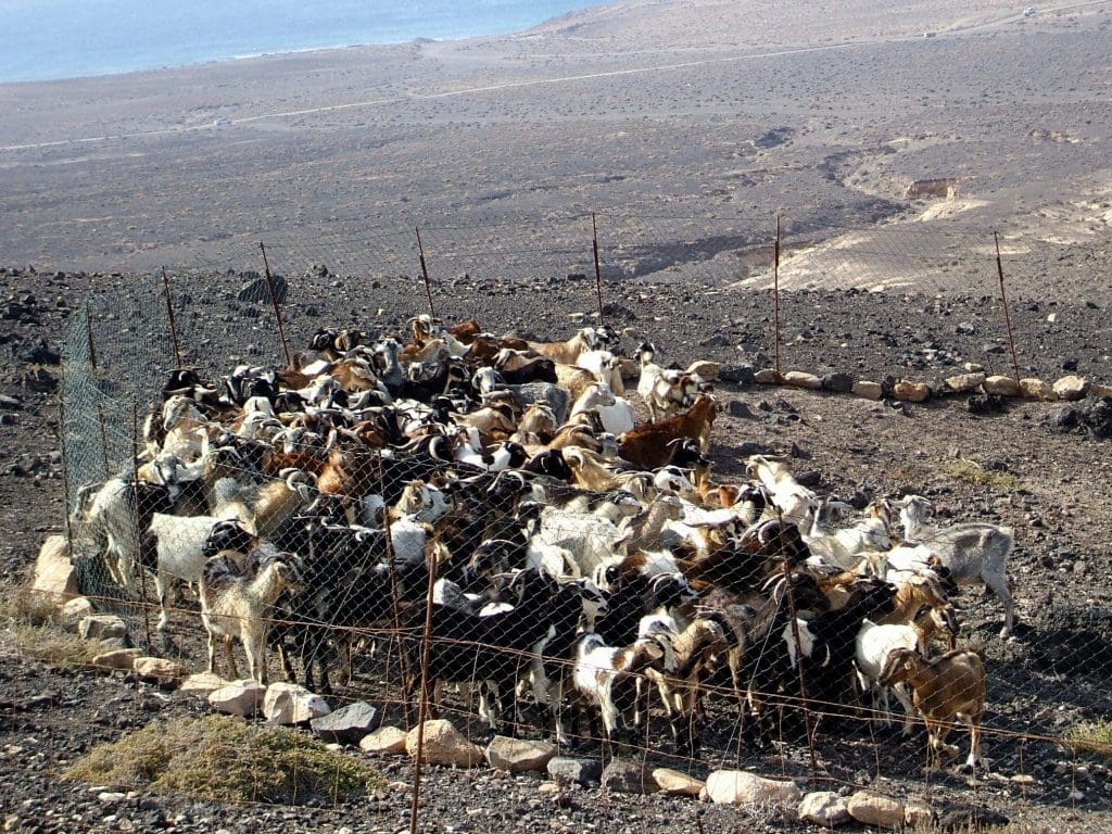 goat herding