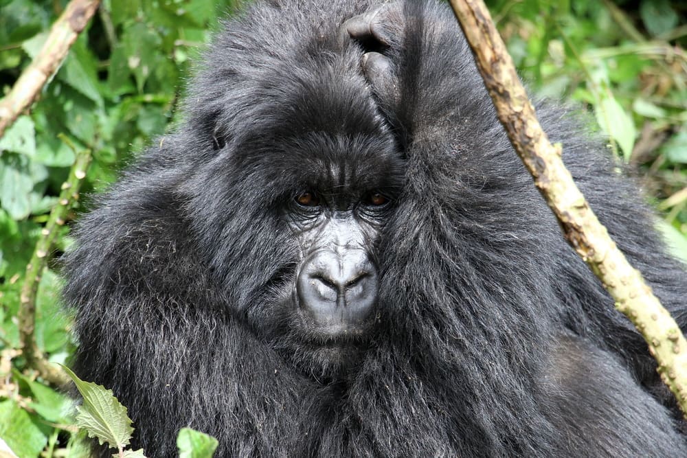 A silverback mountain gorilla, Volcanoes National Park, Rwanda