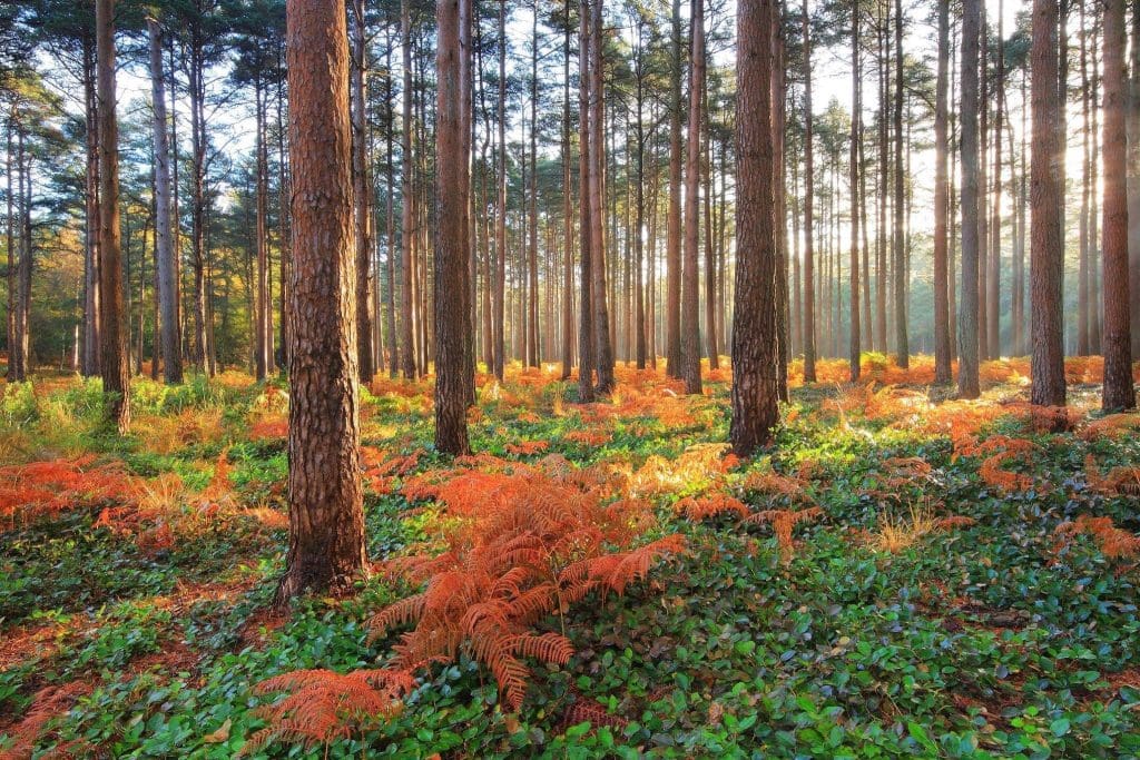 Things to do in New Forest