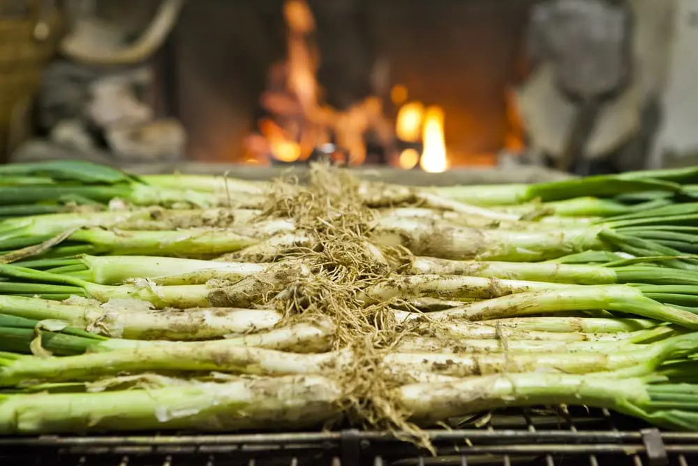 calçots in the Gran festa de la Calçotada