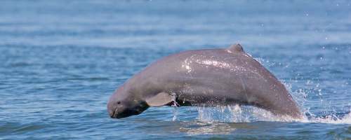 irrawaddy dolphin