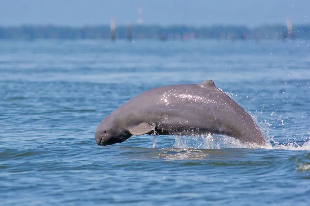 Irrawaddy Dolphin, Ecotourism in Kratie - Travel Begins at 40