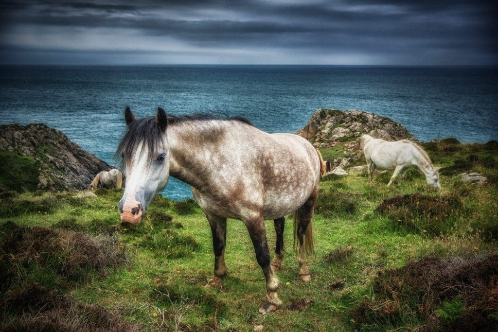 A pony on the Pembrokeshire Coast path