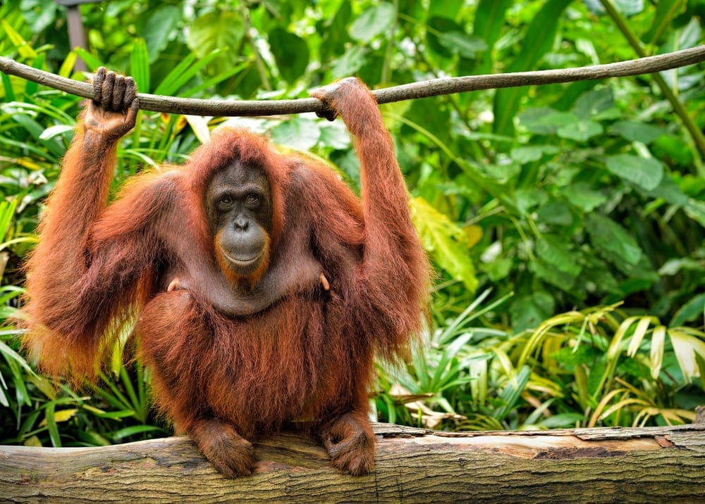 orang utan