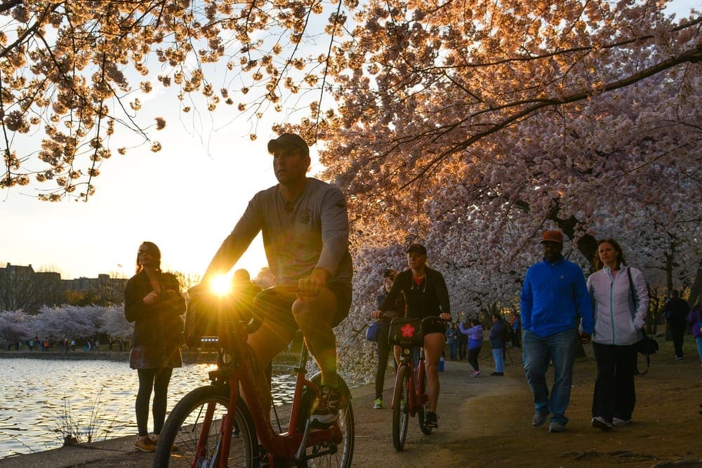 https://cherryblossomwatch.com/national-cherry-blossom-festival/