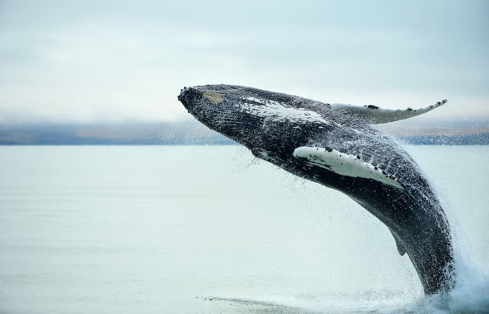 nature whale watching