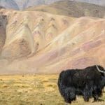 Pamir Highway