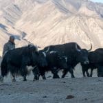 Yaks, Silk Road travel, Tajikistan