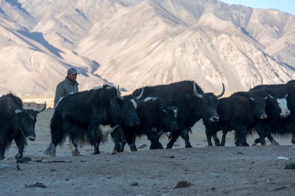Yaks, Silk Road travel, Tajikistan