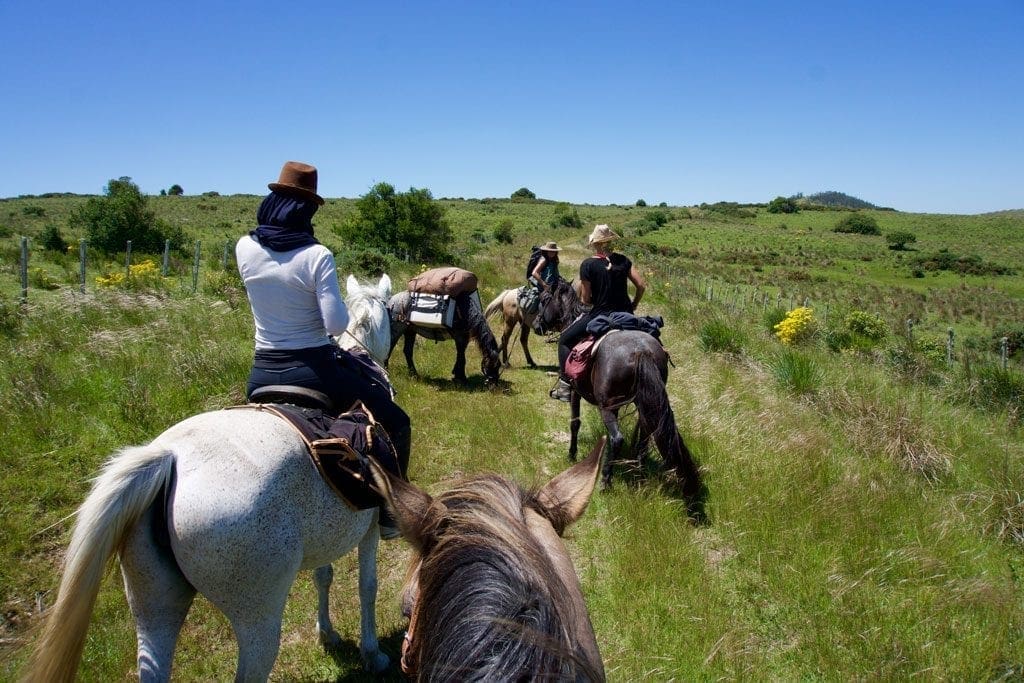 Traffic jam horse whisperer trek style