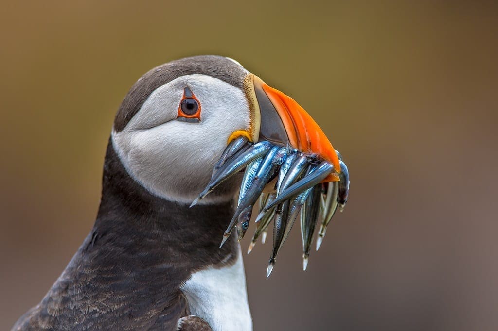 A greedy puffin in Canada