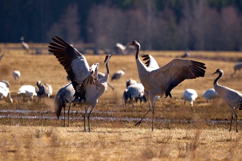 Dancing cranes ©Jonas Ingman 
