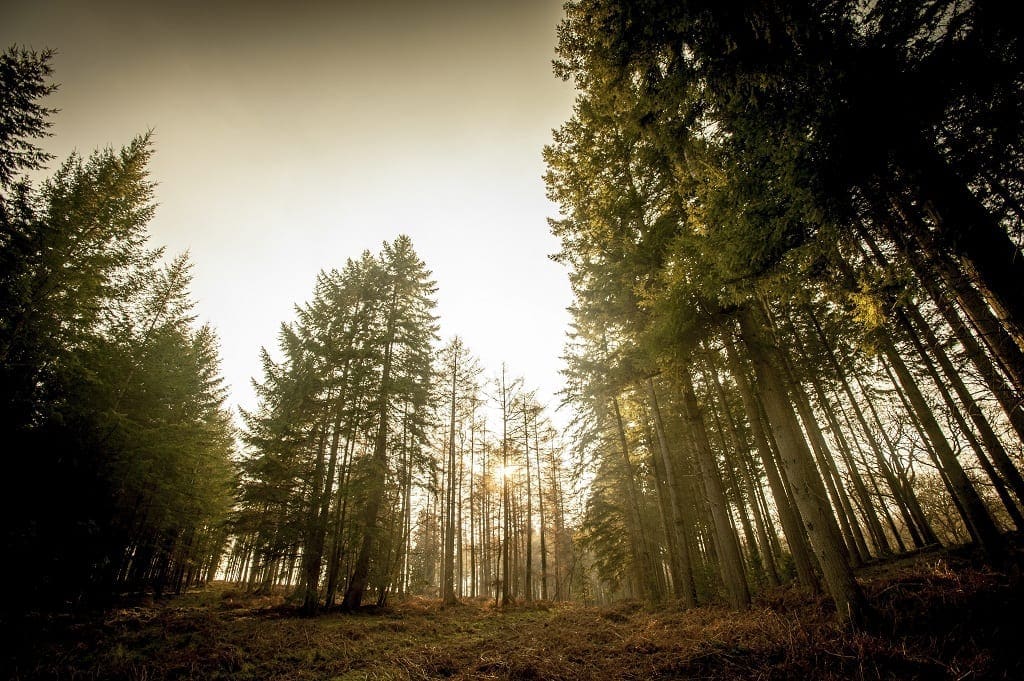 Forest of Dean - © Clint Randall