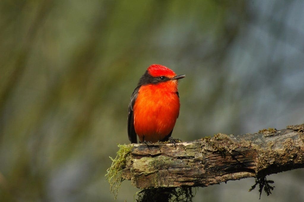 Galapagos Bird