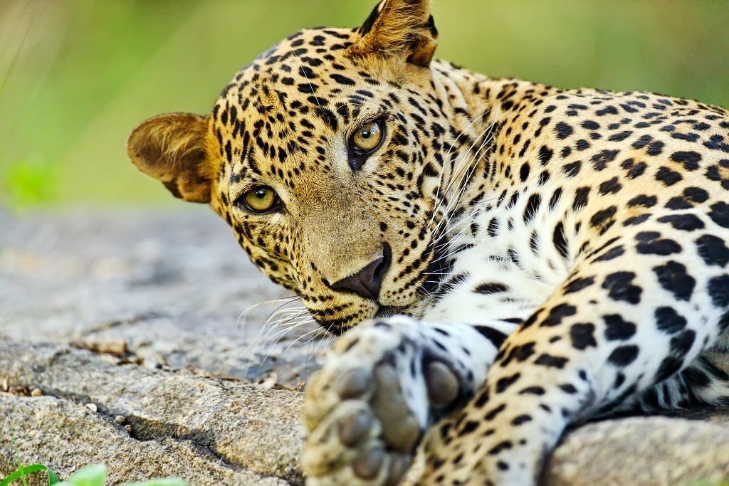 Leopard in the wild on the island of Sri Lanka