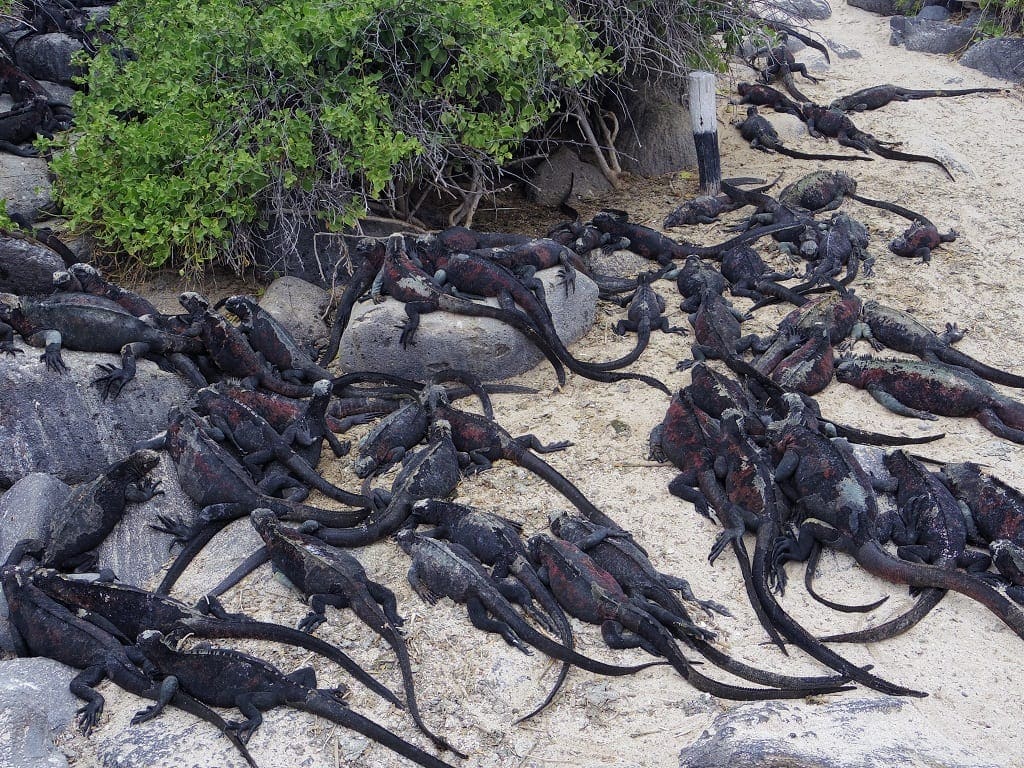 Marine Iguanas - Suarez Point - Espanola Island