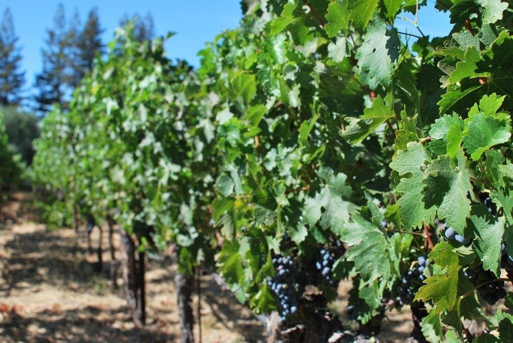 Sacramento vineyard