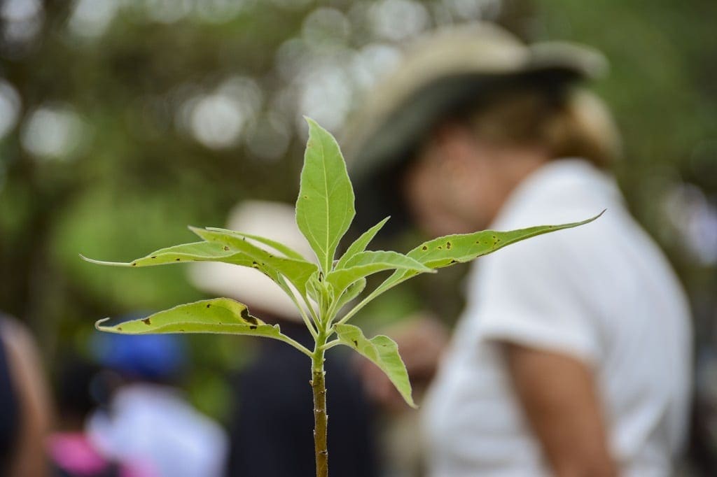 Scalesia reforestation