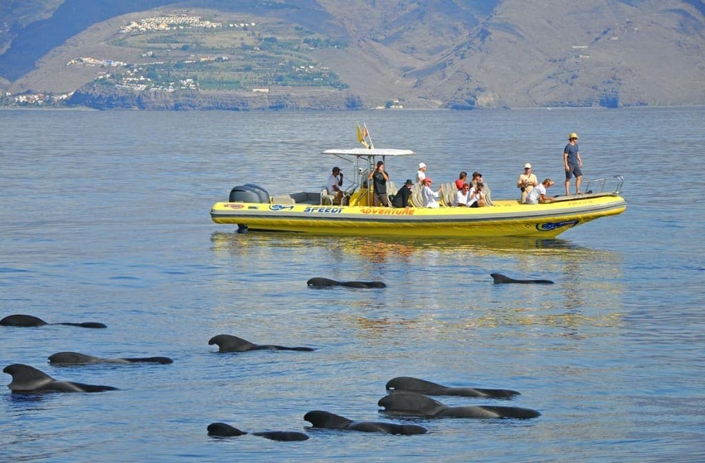 Dolphin watching at Playa Santiago