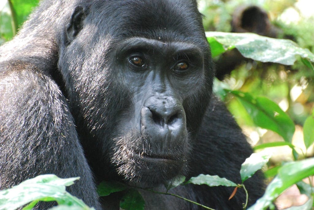 Mountain Gorilla