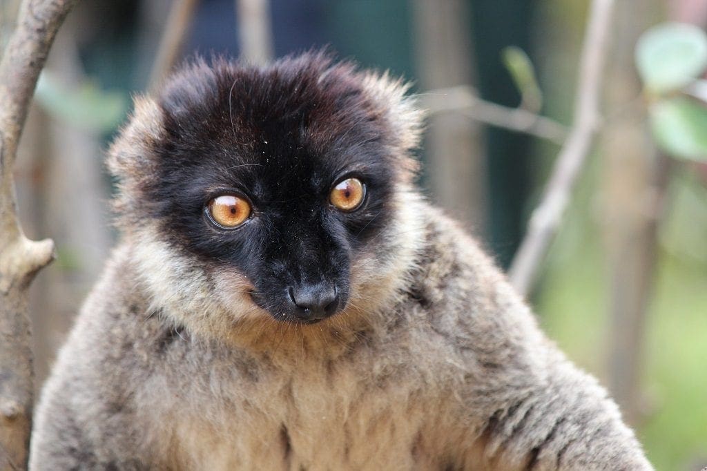 Brown lemur, Perinet