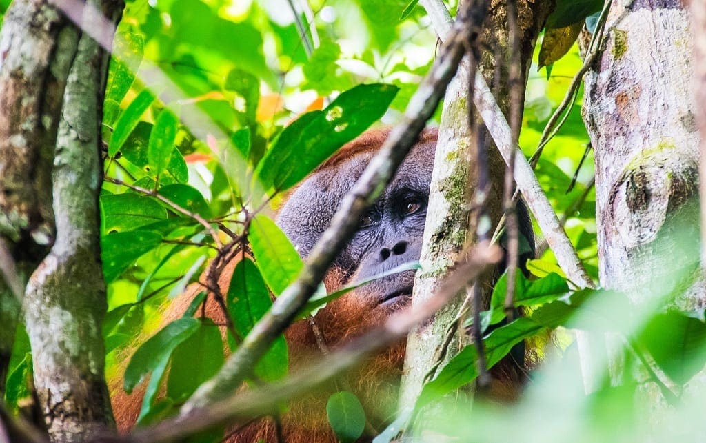 Orangutan in Borneo