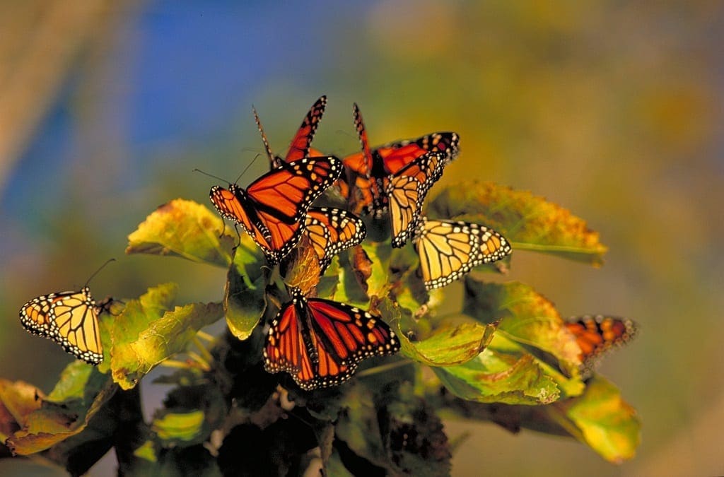 Monarch butterflies in Point Pelee