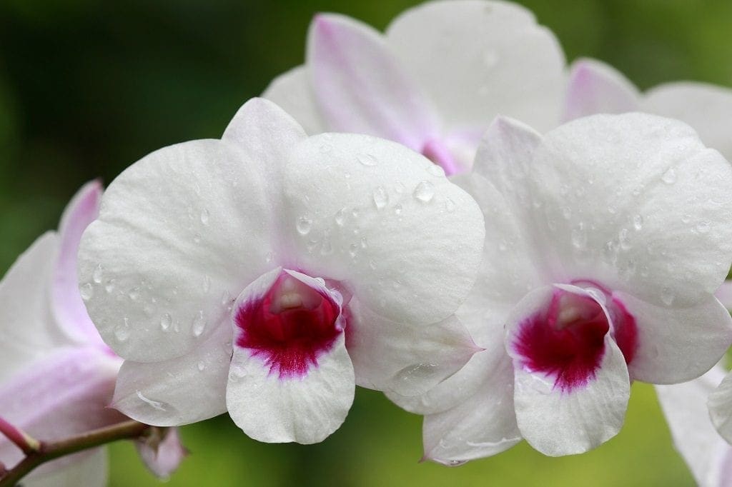 a group of white orchids