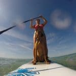 Paddle Boarding for the Over 40s (and dogs)