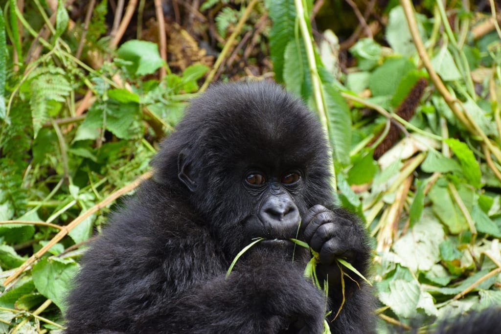 Mountain gorilla