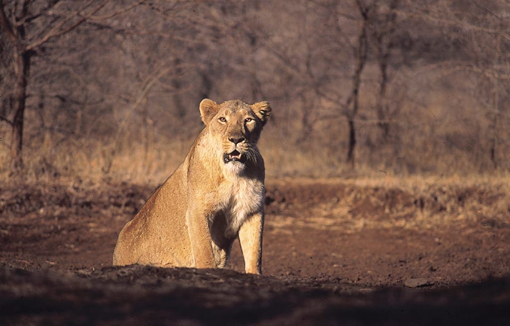 Asiatic Lion