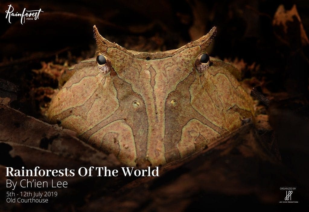 Rainforests of the world