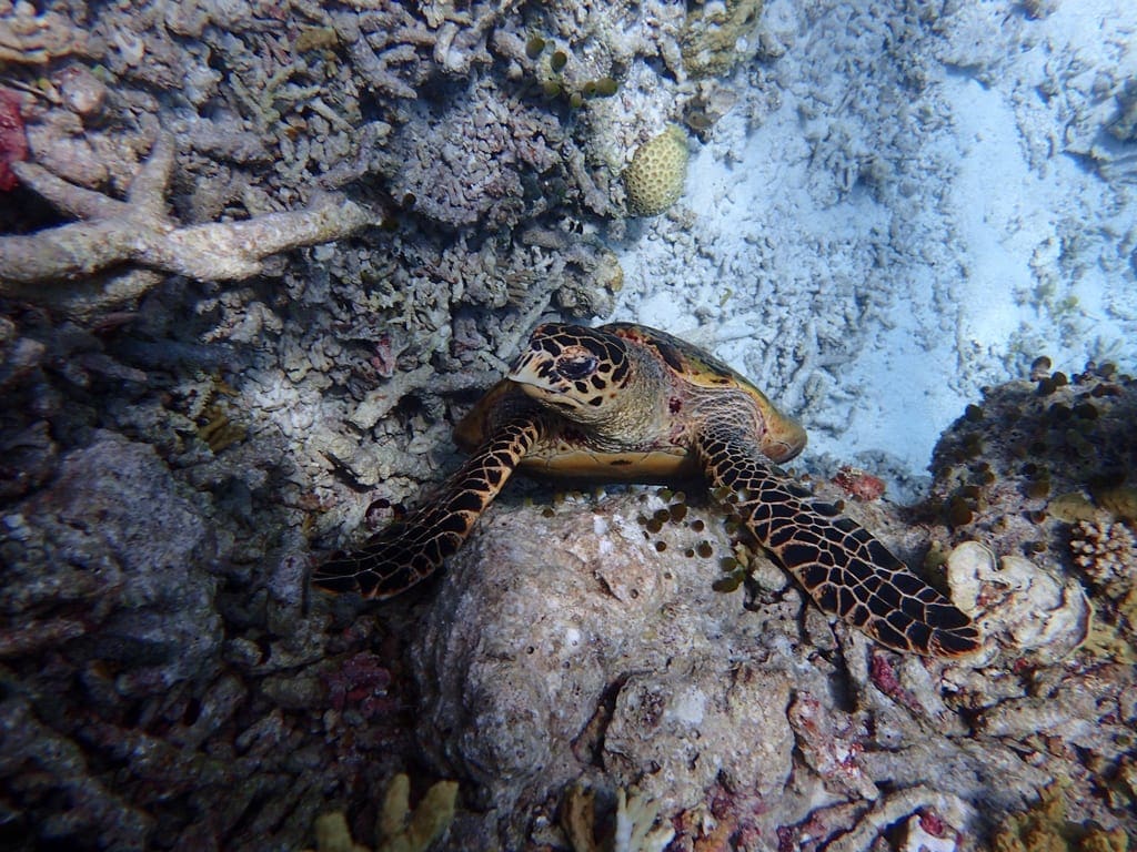 Hawksbill turtles