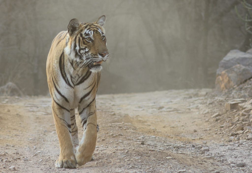 The majestic Bengal tiger