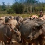 Buffaloes, Thailand