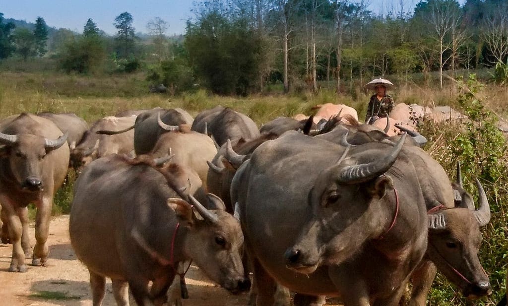 Buffaloes, Thailand