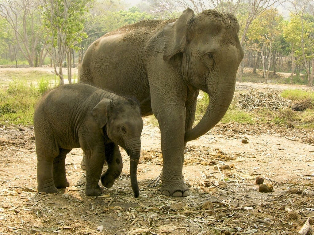 Elephants, ethical travel