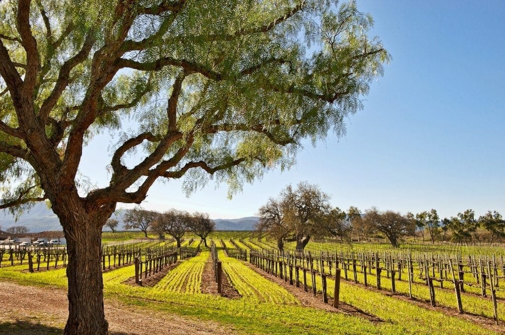 Santa Barbara Wine