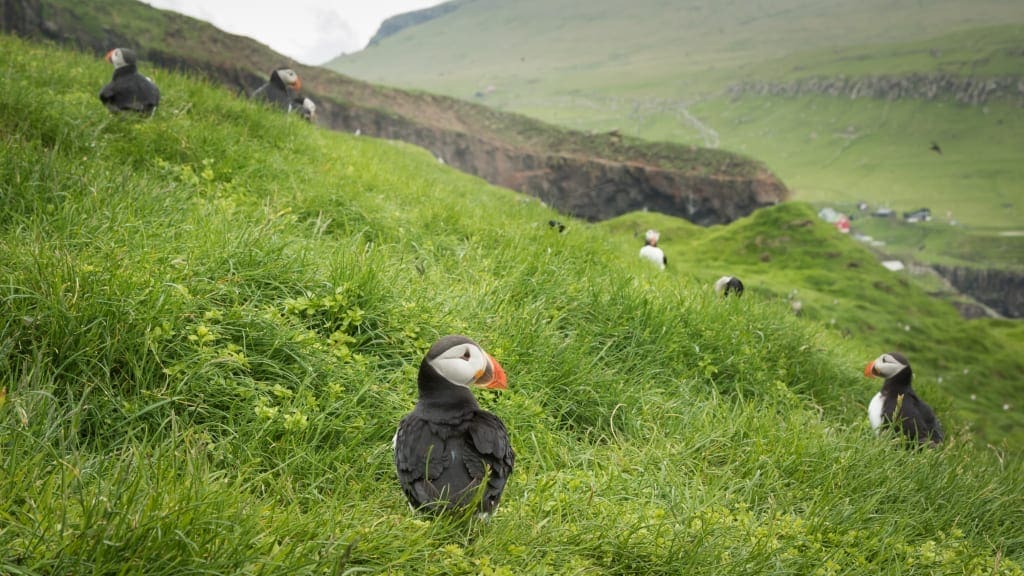 Faroe Islands Holliday