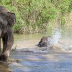 Elephant Sanctuary on World Elephant Day