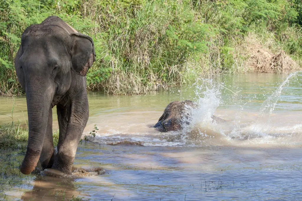 Elephant Sanctuary