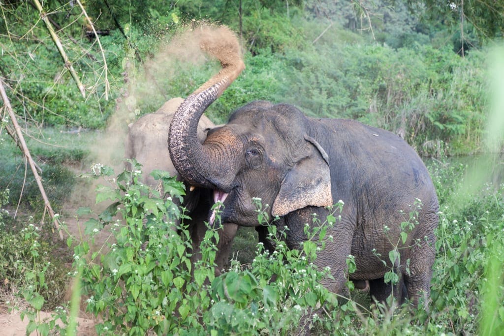 Elephant Sanctuary