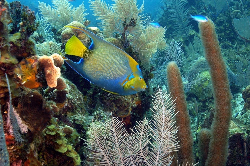 Angel fish on the Belize Barrier Reef