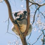 Explore Queensland on National Wildlife Day