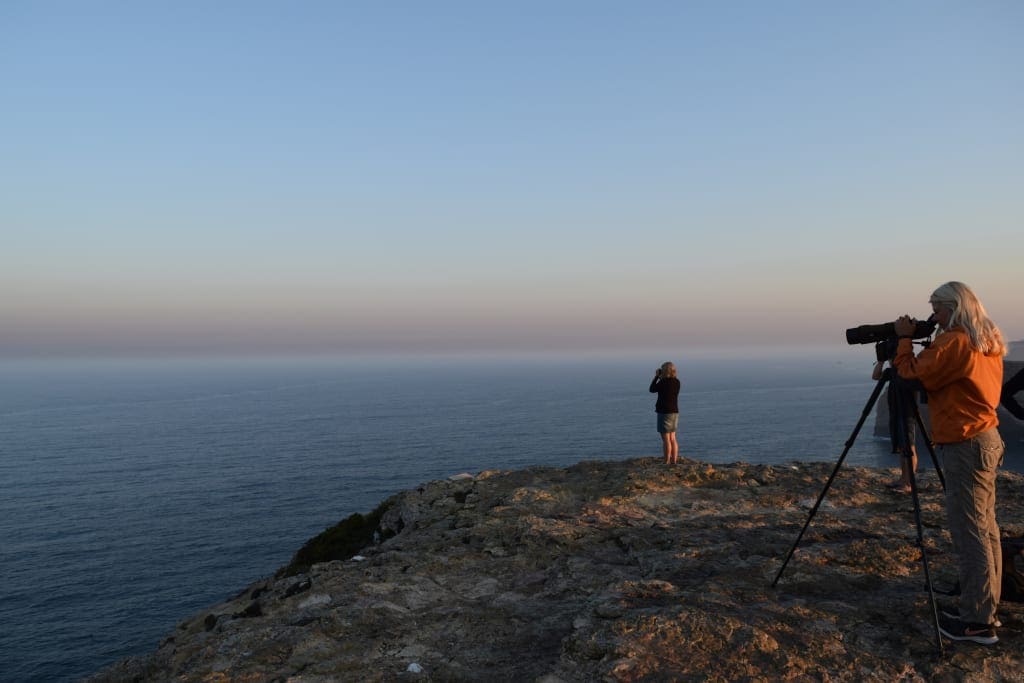 Sagres Birdwatching