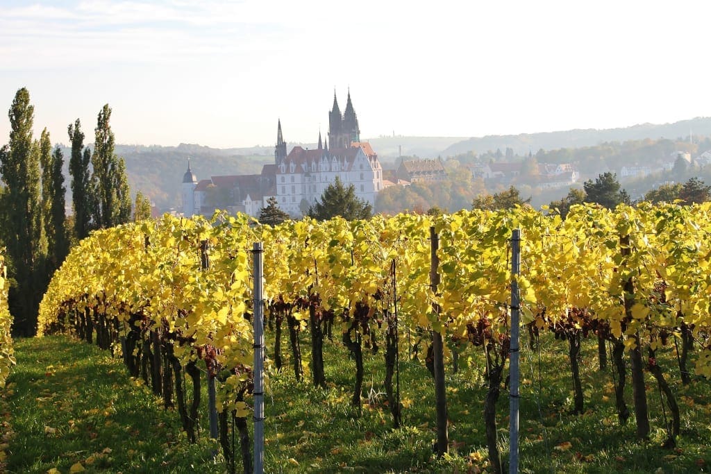 Saxony Wine trail